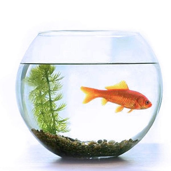 BLUE Premium Fish Bowl (6 inch) - Image 2